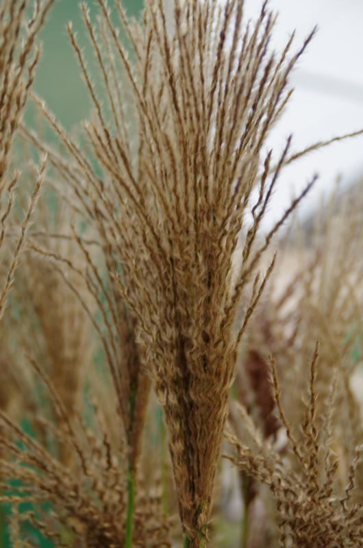 Plantenfiche-Miscanthus-sinensis-Ards-Angel-