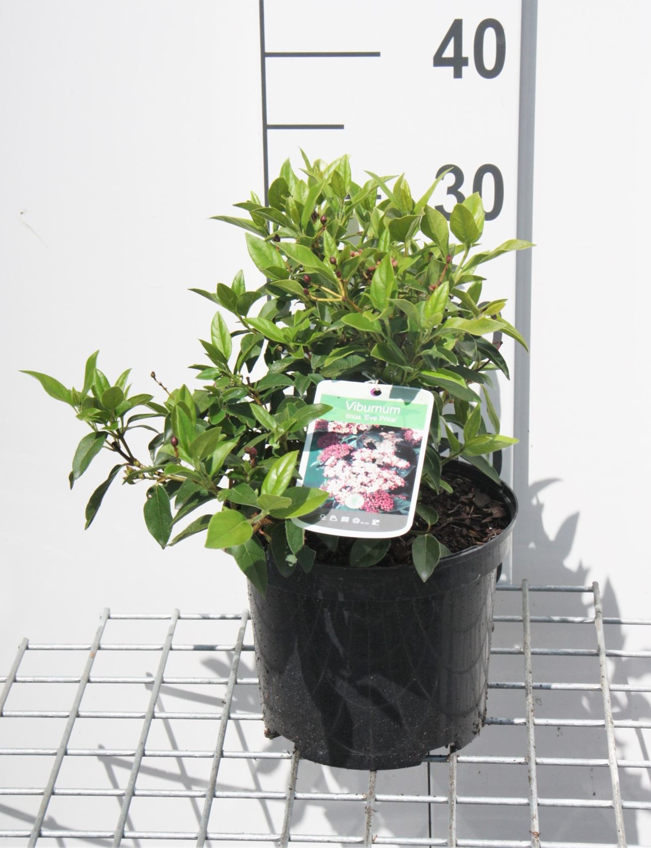 Viburnum tinus 'Eve Price' - pot - 25-30 cm