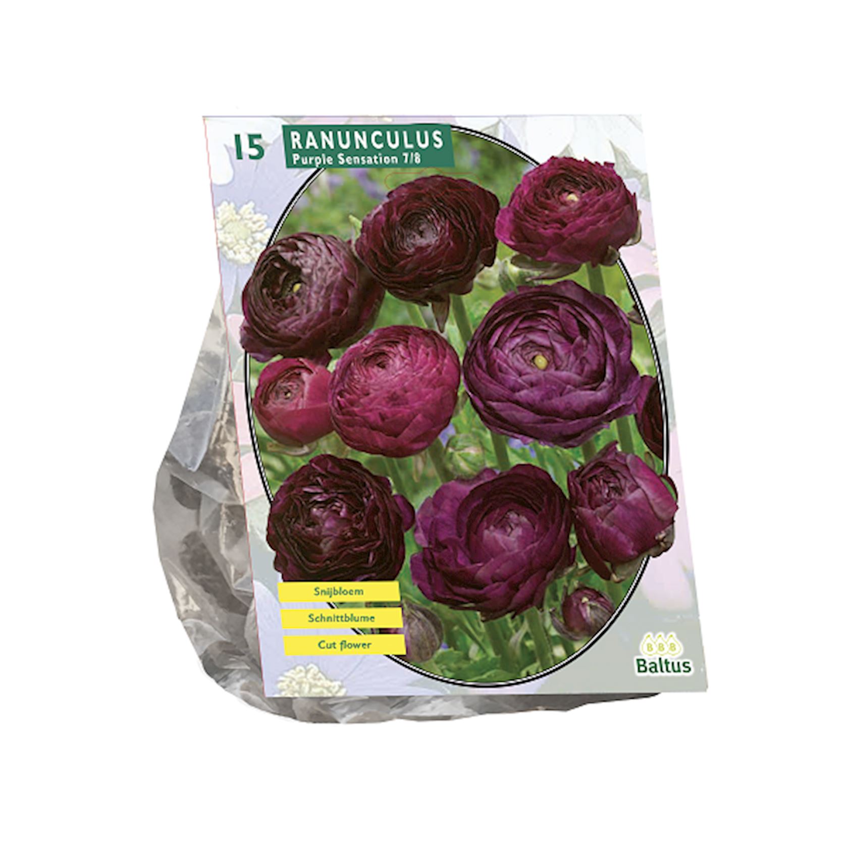 ranonkel-purple-sensation-per-15