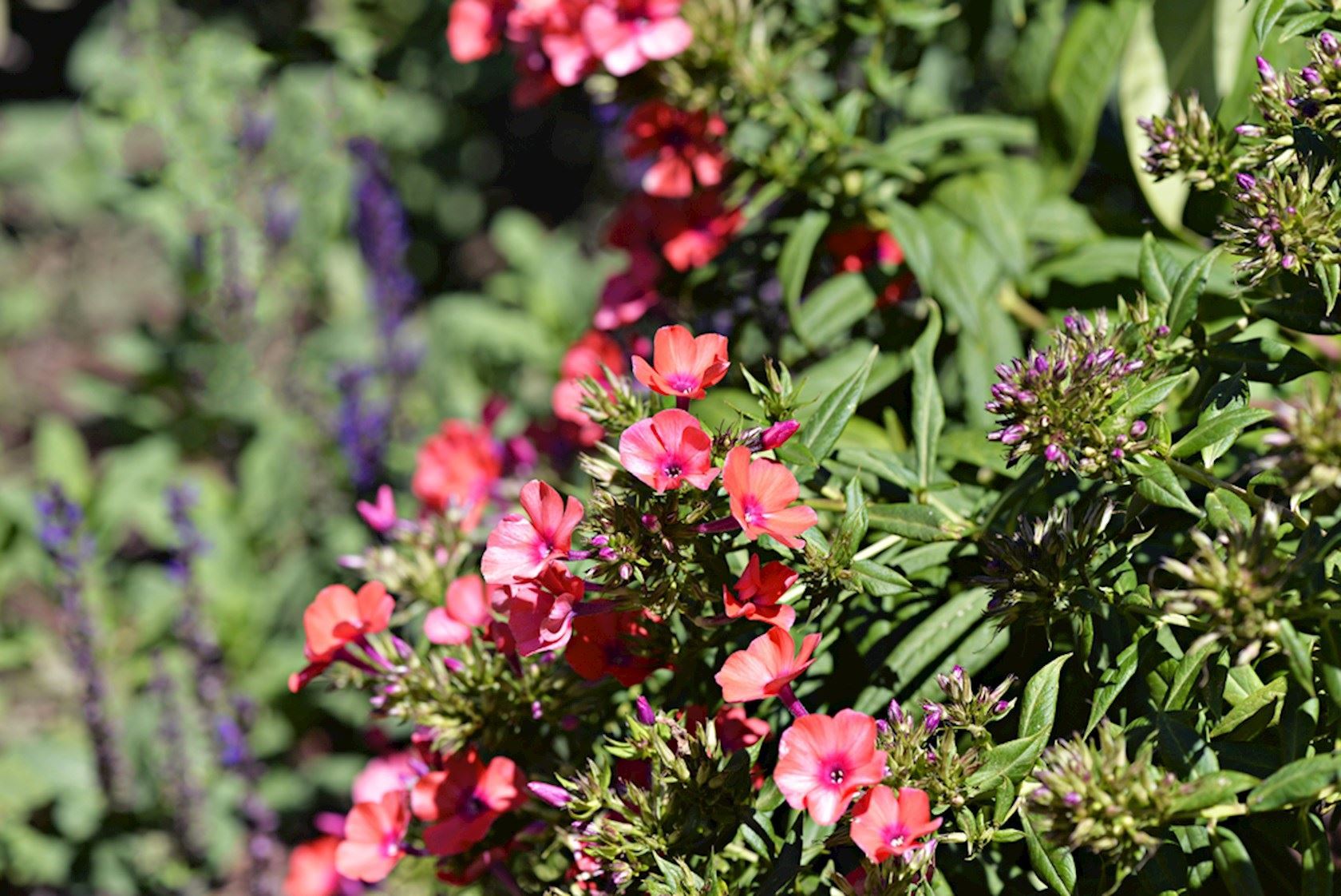 Plantenfiche-Phlox-Orange-Perfection-