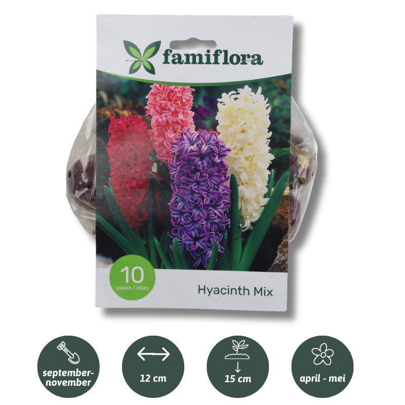 Famiflora Hyacinth Mix - 10 bulbs - Spring flowering bulbs