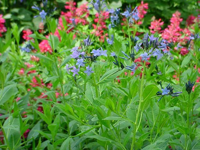 Plantenfiche-Amsonia-tabernaemontana-var-salicifolia