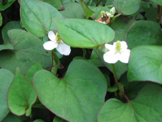 Plantenfiche-Houttuynia-cordata-Plena-