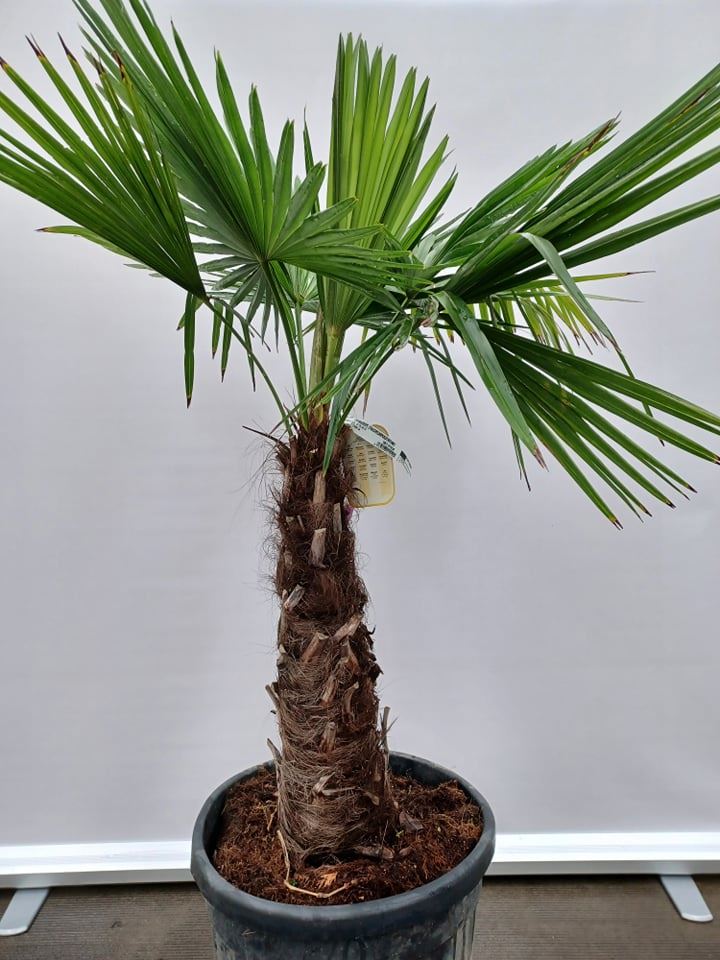 Trachycarpus fortunei - pot 55L - greffé à une hauteur de tige de 60-70 cm