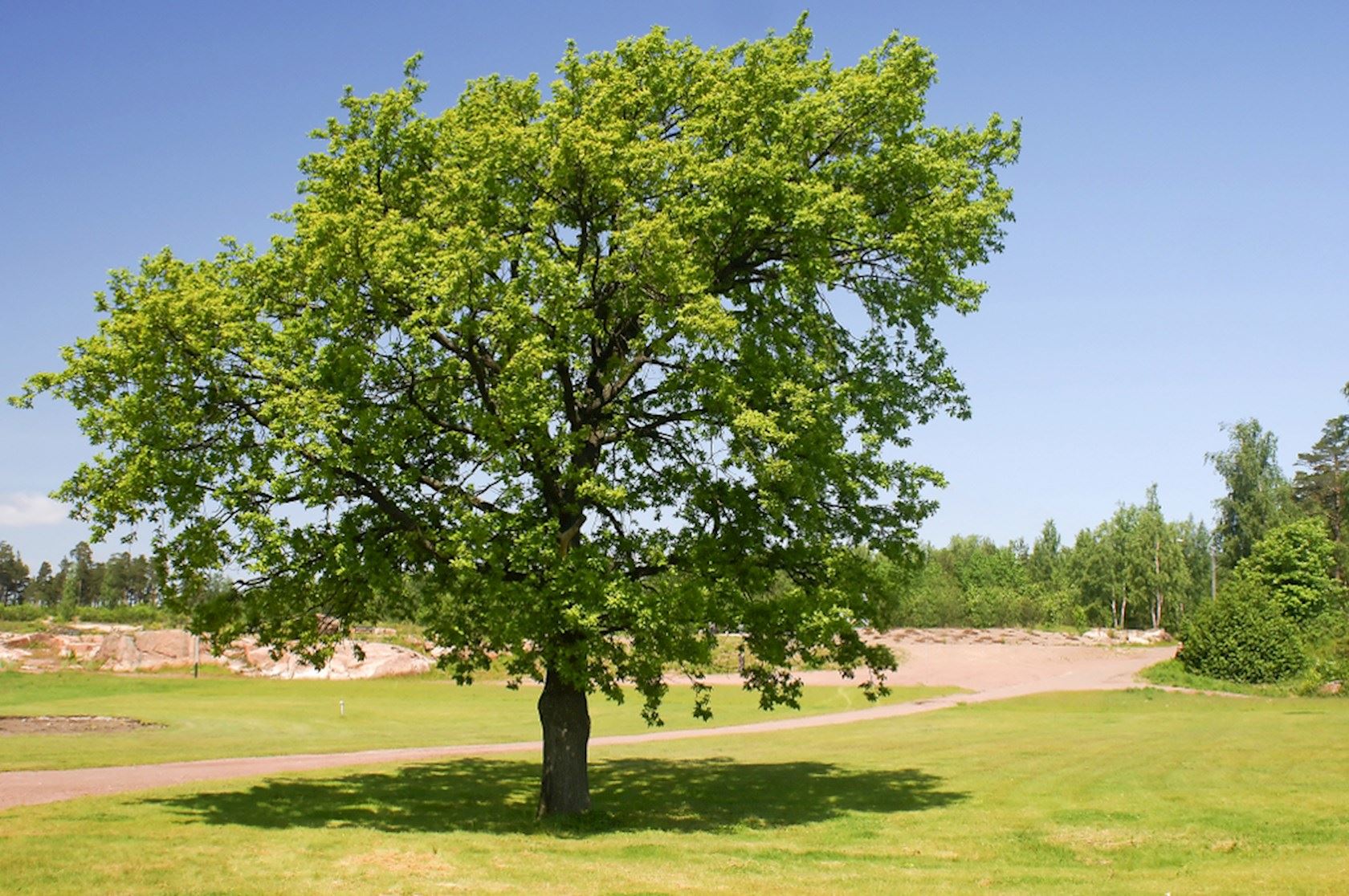 Plantenfiche-Quercus-robur