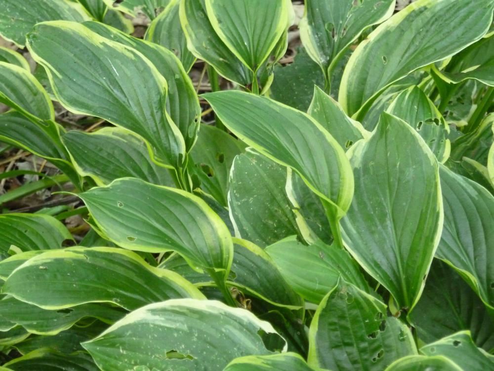 Plantenfiche-Hosta-So-Sweet-