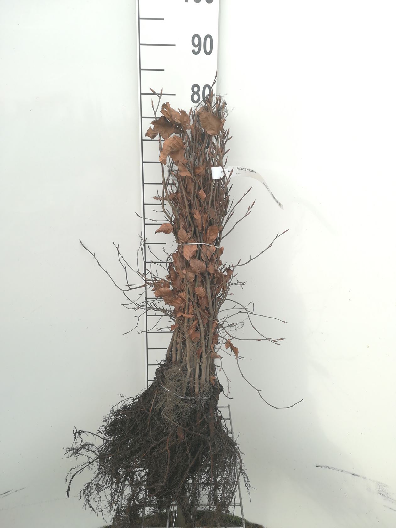 Fagus sylvatica - bare root - 40-60 cm - 1+1 (age code)