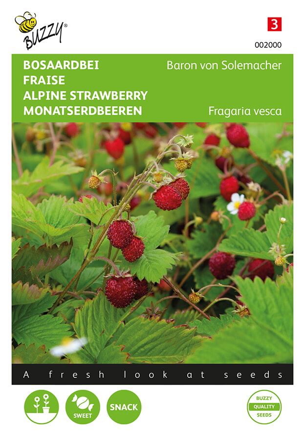 Buzzy® Woodland strawberry seeds - Baron von Solemacher