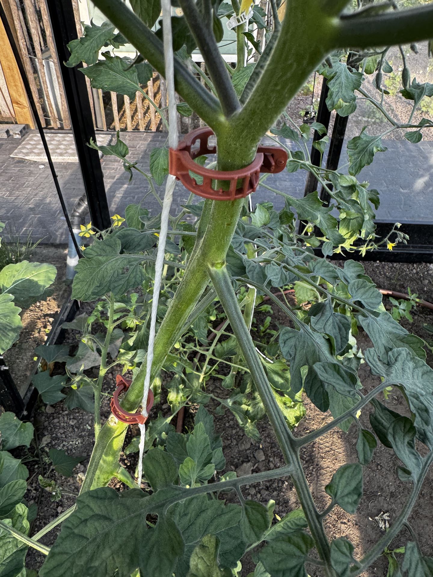 Tomaten-Clips-extra-stevig-100stuks