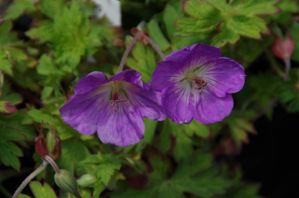 Plantenfiche-Geranium-Azure-Rush-