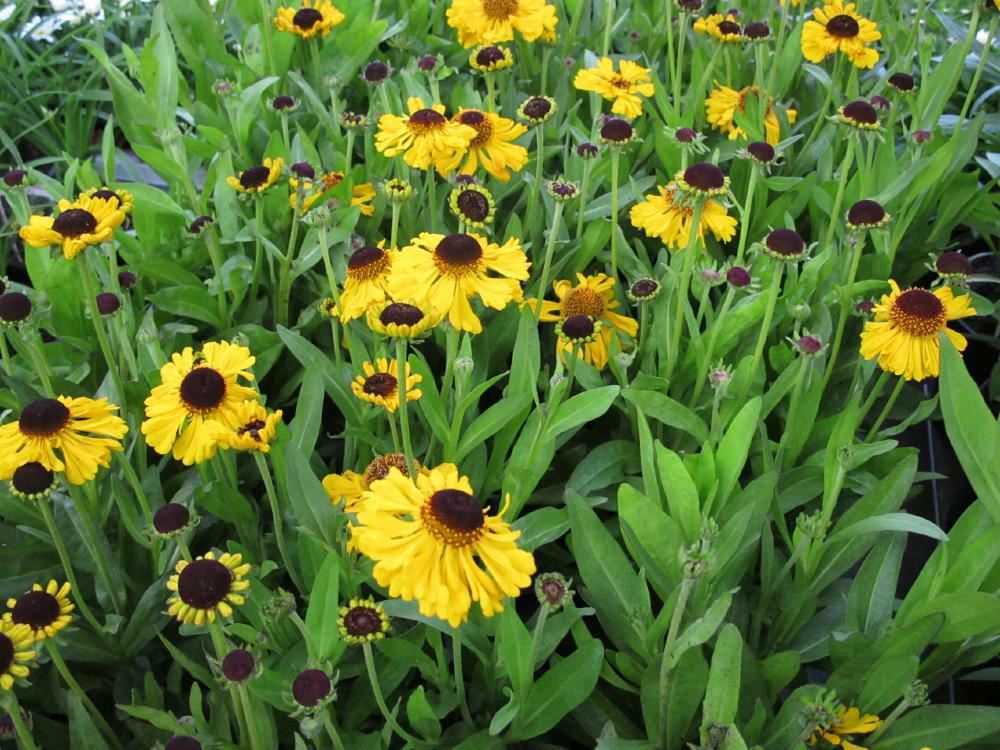 Plantenfiche-Helenium-bigelovii-The-Bishop-