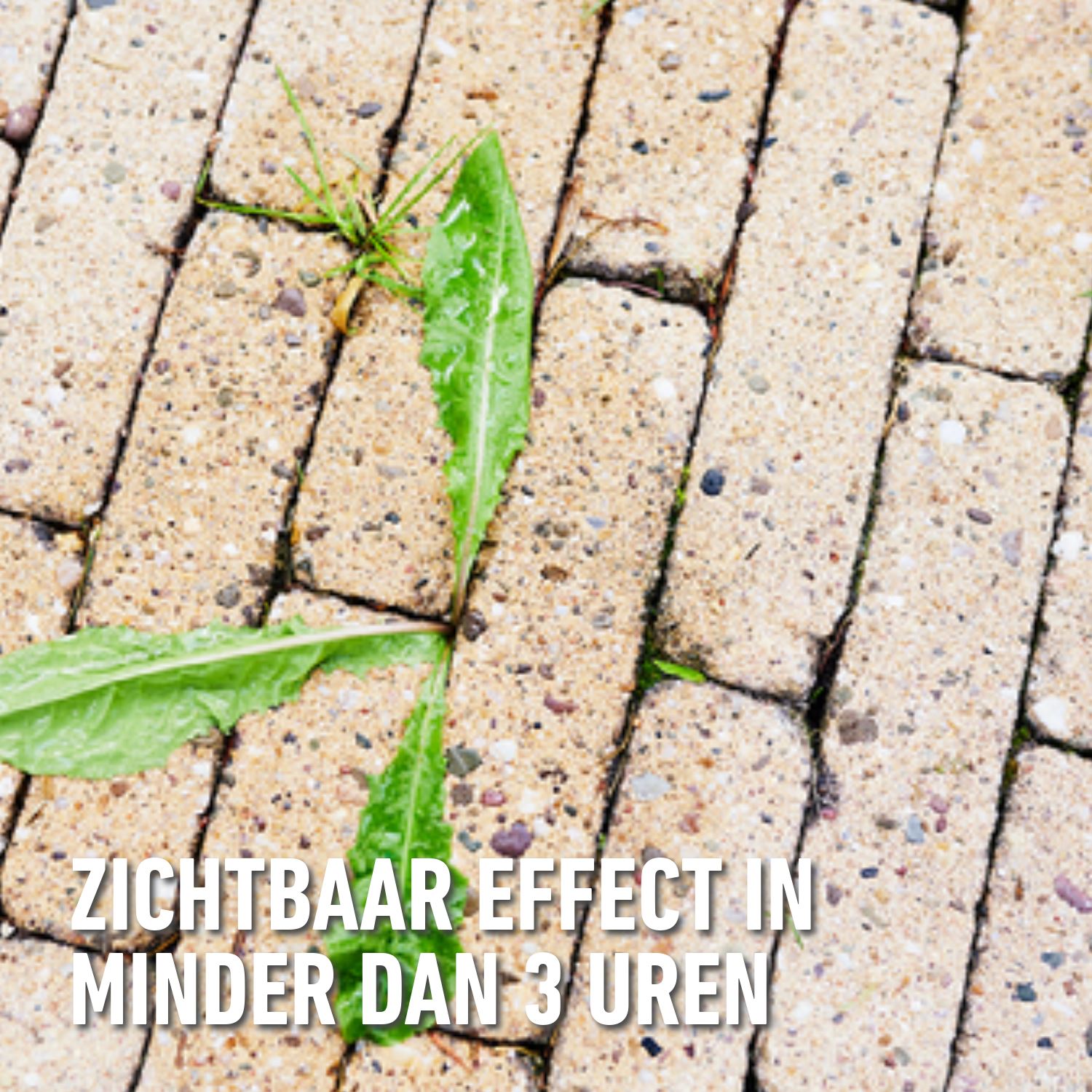 Compo-bio-anti-onkruid-anti-mos-paden-terrassen-ready-2-5L