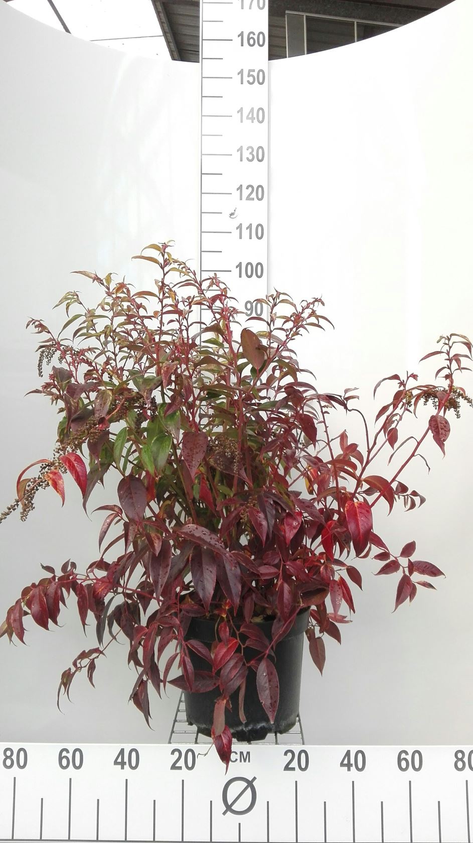Leucothoe fontanesiana 'Rainbow' - pot 10L - 40-50 cm