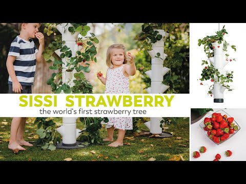 Gusta Garden SISSI STRAWBERRY - strawberry tower/strawberry growing pot - 6 levels - anthracite