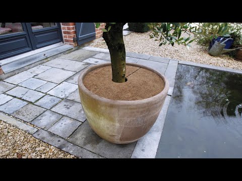 Disque de noix de coco Nature - Diamètre 40cm - lot de 3 pièces