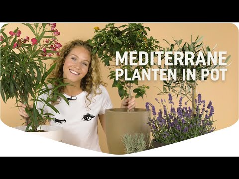 Pokon meststof voor mediterrane planten - 500 ml - bio