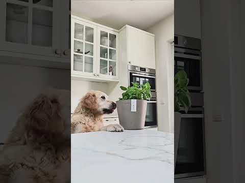 Ecopots Morinda Orchid 17 - Pure White - Diameter 17.1 x H19.5 cm - Round white flower pot with water reservoir