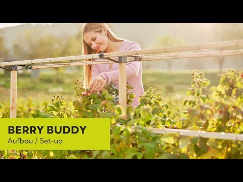Gusta Garden BERRY BUDDY - Climbing rack for berries - 120 cm Gusta Garden BERRY BUDDY - Climbing rack for berries - 120 cm