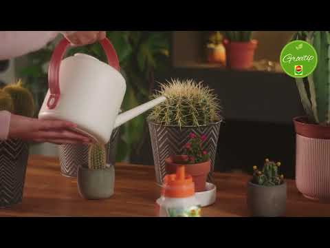 Compo liquid fertilizer for cactus and succulents - 250ml