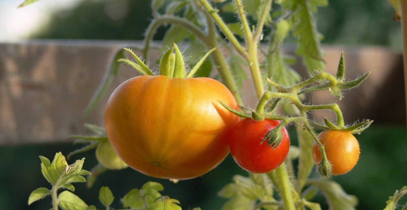 Hermie | Discover our limited edition unique tomato boxes